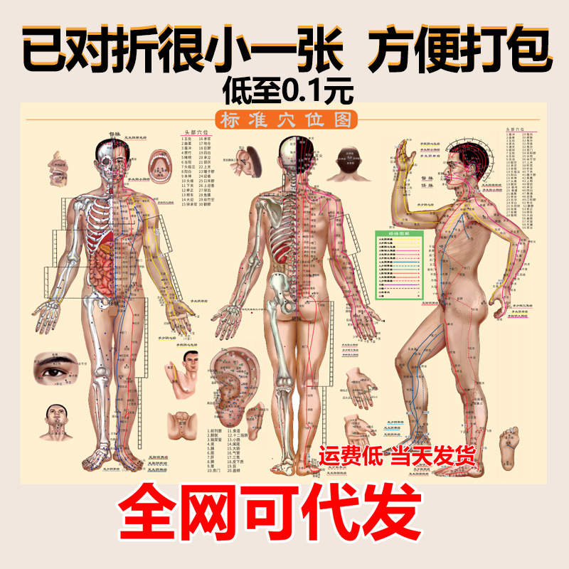 Human Moxibustion Acupoint Map Moxibustion Map Human Meridian Acupoint Map Moxibustion Therapy Book Map Cupping Scraping Massage