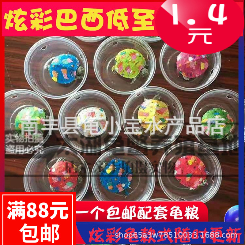 Net red colorful minibus west caiba turtle colorful stall night market painted spray painting ornamental pet turtle toys