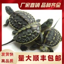 Taiwan grass turtle flower turtle seedling Green Line grass turtle Pearl turtle flower turtle male pet colorful small turtle living stone turtle