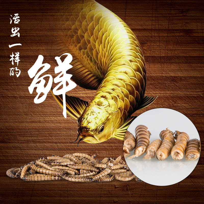 Dragon fish feed non-live special fish food preservation barley insect yellow mealworm cricket centipede hedgehog food turtle food