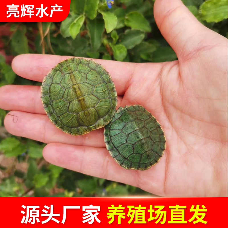 Couple tortoise living creature Red-eared Brazilian tortoise living pet tortoise longevity ornamental tortoise green small colored tortoise living creature