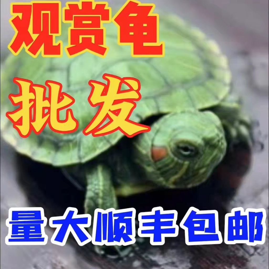Brazil turtle Chinese grass South Stone Green Line grass yellow ear flame crocodile turtle colorful little turtle fish tank crafts