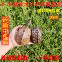 Waitang Chinese turtle turtle living golden line turtle black belly ink turtle pet turtle released turtle lucky turtle