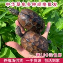 Waitang Chinese turtle living creature Longevity Turtle black belly turtle living golden tortoise pet ornamental tortoise direct