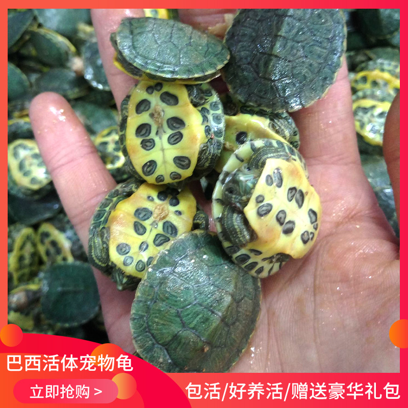 [Tortoise] Tortoise Brazilian Live Pet Tortoise Net Red Same Small Tortoise Live 2-3cm