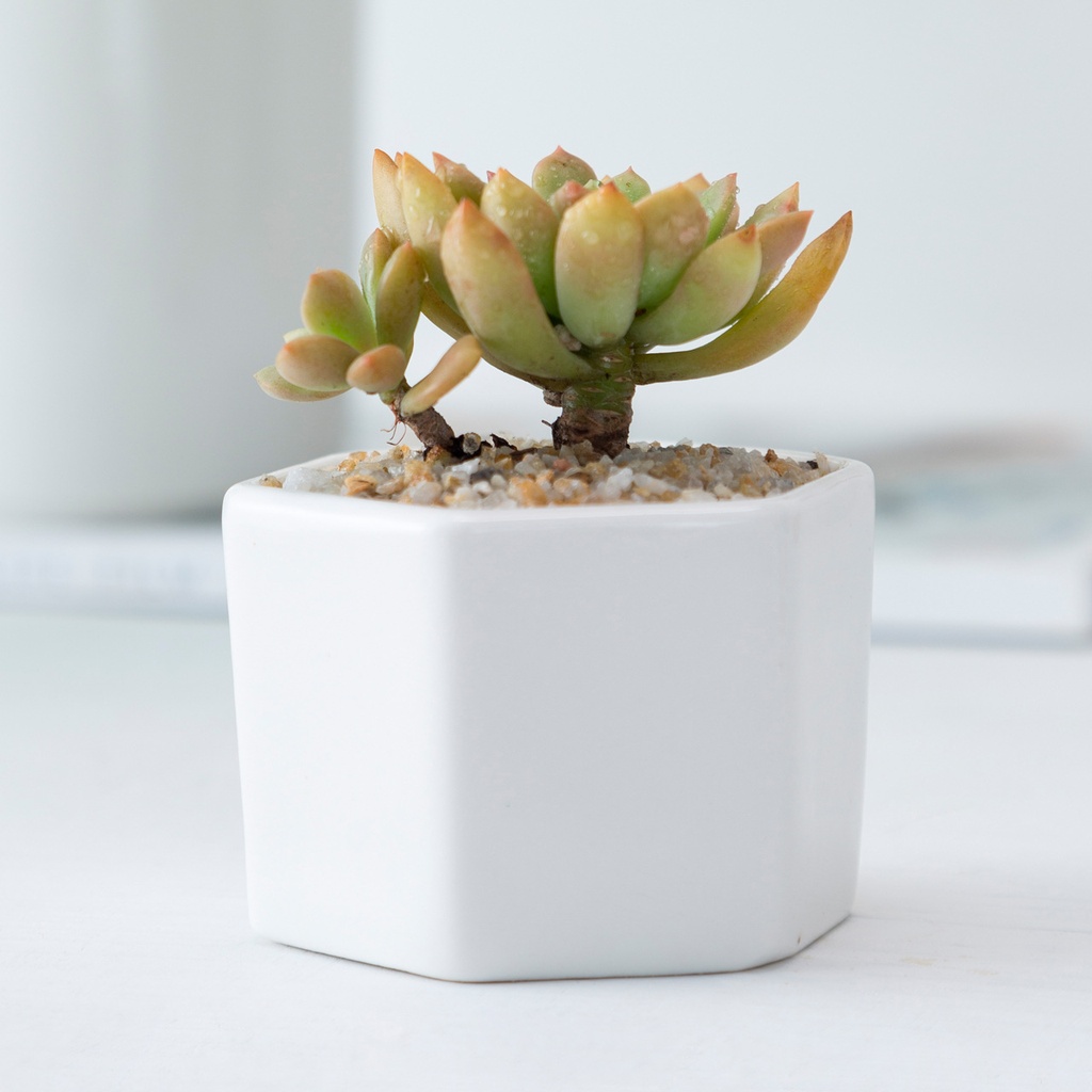 Simple White creative mini ceramic honeycomb shape small six sides succulent plant bonsai flower pot porcelain