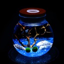 seaweed ball eco bottle with light micro landscape eco bottle cork stopper with light round glass sealed jar