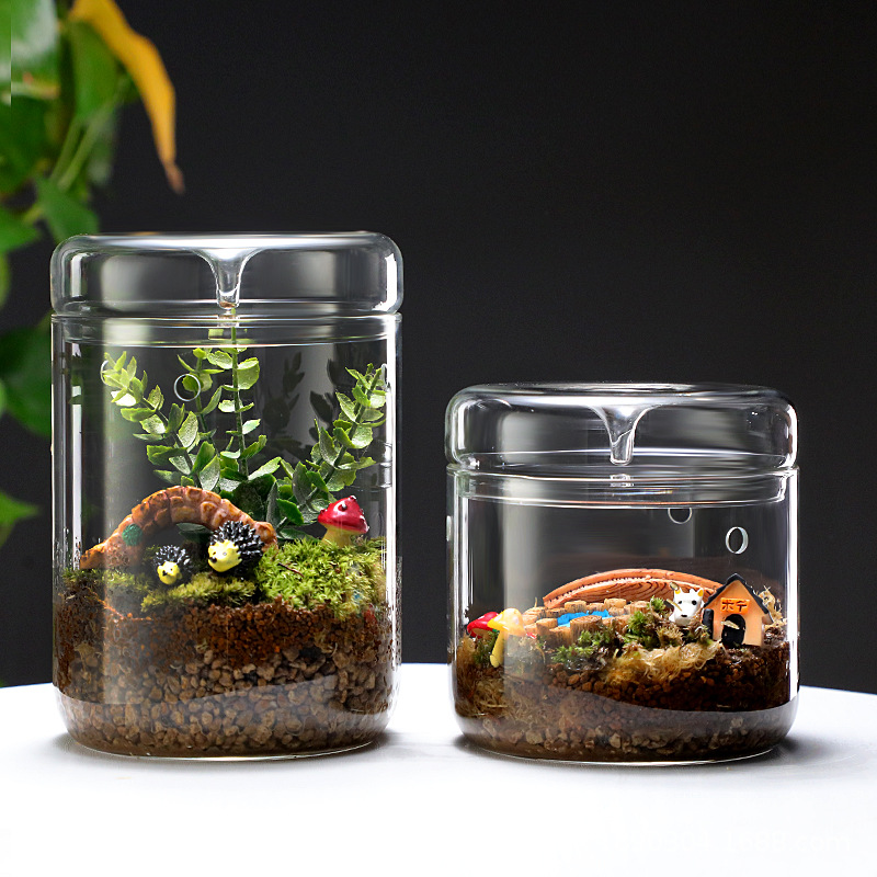 Micro Landscape Glass Cover Ecological Bryophytes Office Creative Micro Bonsai Bonsai Glass Mini Dew Set Cup