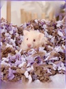 Kano hamster paper cotton sawdust special golden bear cage life landscape shavings paper grain deodorant padding supplies