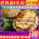 Outer pond size Brazilian tortoise turtle live pet Brazilian seedling lucky turtle colorful Brazilian small turtle Fry turtle egg