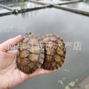 3-18cm size Brazilian tortoise live Brazilian seedling ornamental tortoise pet turtle live red-eared Brazilian tortoise