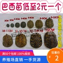 Large and small full-size Outer Pond Colorful Brazilian Tortoise Color Tortoise Release Small Turtle Seedlings Ornamental Tortoise Grass Tortoise