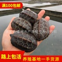 Waitang Chinese grass turtle cold water grass turtle ink turtle Golden Line grass turtle black belly grass turtle pet lucky turtle