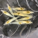 雪球虾白米虾淡水观赏虾宠物虾除藻清洁虾 渔场直批 发中通或顺丰