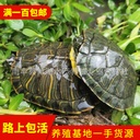 Waitang tortoise rich turtle stall small tortoise adorable tortoise red ear tortoise