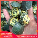 【乌龟】乌龟新款巴西活体宠物乌龟 网红同款小乌龟活体2-3厘米