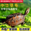 Tortoise Chinese turtle golden line turtle live release size tortoise seedlings live pet turtle Longevity Turtle