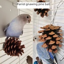 Parrot Bite Toy Birds Cage Molar Pine Ball Pine Cone Xuan Feng Peony Play Mill Beak Hanging Supplies