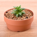 Imitation clay fleshy platter flowerpot plastic flowerpot fleshy flowerpot Japanese-style round plastic flowerpot
