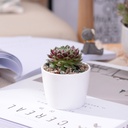 Simple white creative mini succulent ceramic desktop small round cup shaped zakka meat pot flower pot