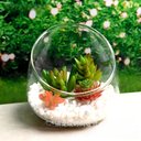Oblique Cup succulent plant hydroponic glass vase micro landscape gifts fashion creative craft ornaments fish tank