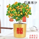 Plastic Bucket Flower Pot Year Festival Festive Printing Sticker Lion Wealth Cat Year Silver Willow Holly Dried Flowers Hug Bucket