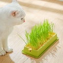 Cat grass potted cat grass soilless hydroponic cat grass barley cat grass box wheat seed cultivation set